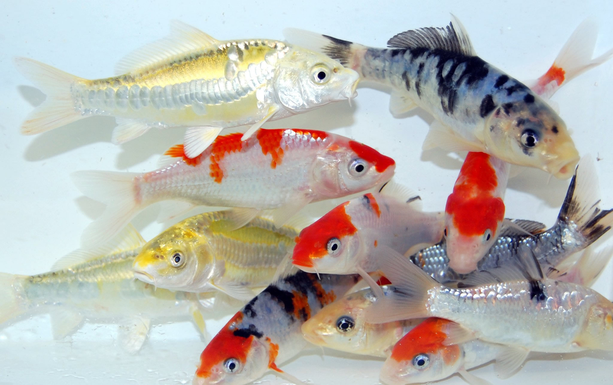 Standard koi – Free Shipping Koi