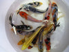 50 pack 3 inch Standard Fin Koi - Free Shipping
