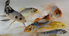Butterfly koi | Pond quality | Free shipping