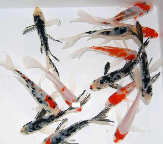 Butterfly koi | Pond quality | Free shipping