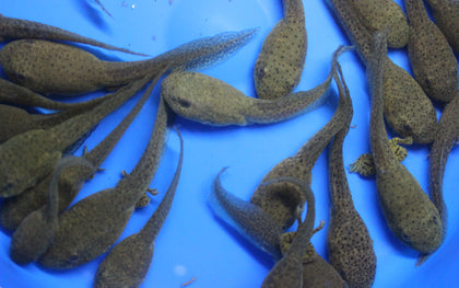 Bullfrog Tadpoles