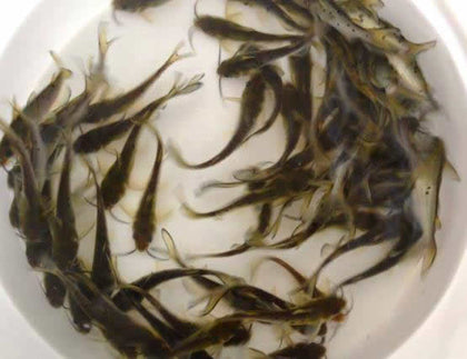 Channel Catfish
