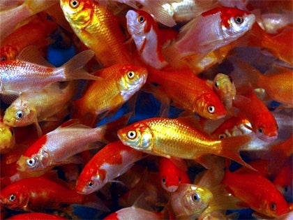 Feeder Goldfish