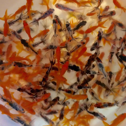 Fantail Goldfish
