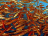 Rosy red minnows