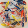 50 pack 3 inch Standard Fin Koi - Free Shipping
