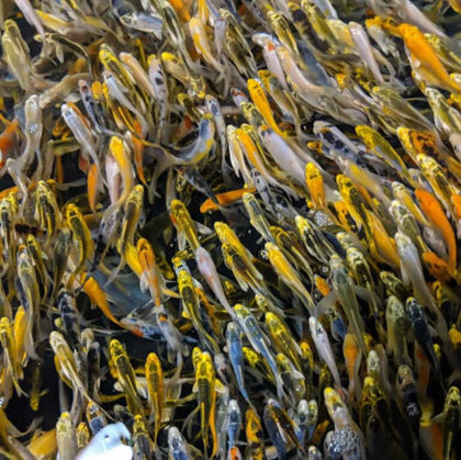 50 pack 2.5 inch Butterfly Koi