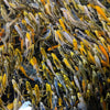 50 pack 2.5 inch Butterfly Koi