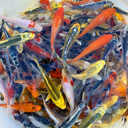 25 pack 2.5 inch Standard Fin Koi - Free Shipping