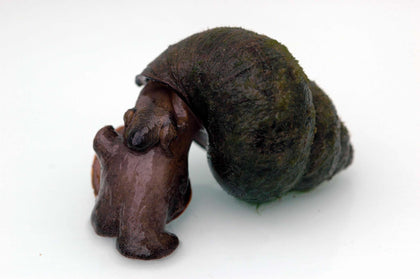 Trapdoor Snails